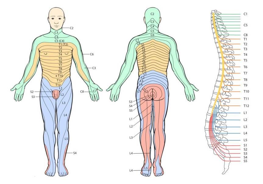 脊椎神經