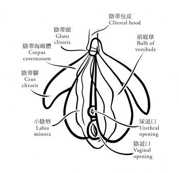 陰蒂生理構造